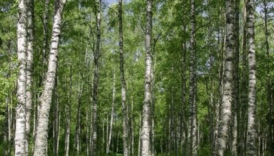 1. Birch Betula pubescens and B. pendula are the most common tree species in Norway. (Photo: John Yngvar Larsson)
