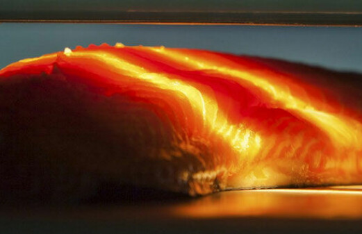 Light can reveal salmon fillet