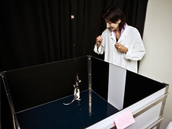 The research was conducted using rats. The person in the photo is professor May-Britt Moser. (Photo: the Kavli Institute) The research was conducted using rats. The person in the photo is professor May-Britt Moser. (Photo: the Kavli Institute)
