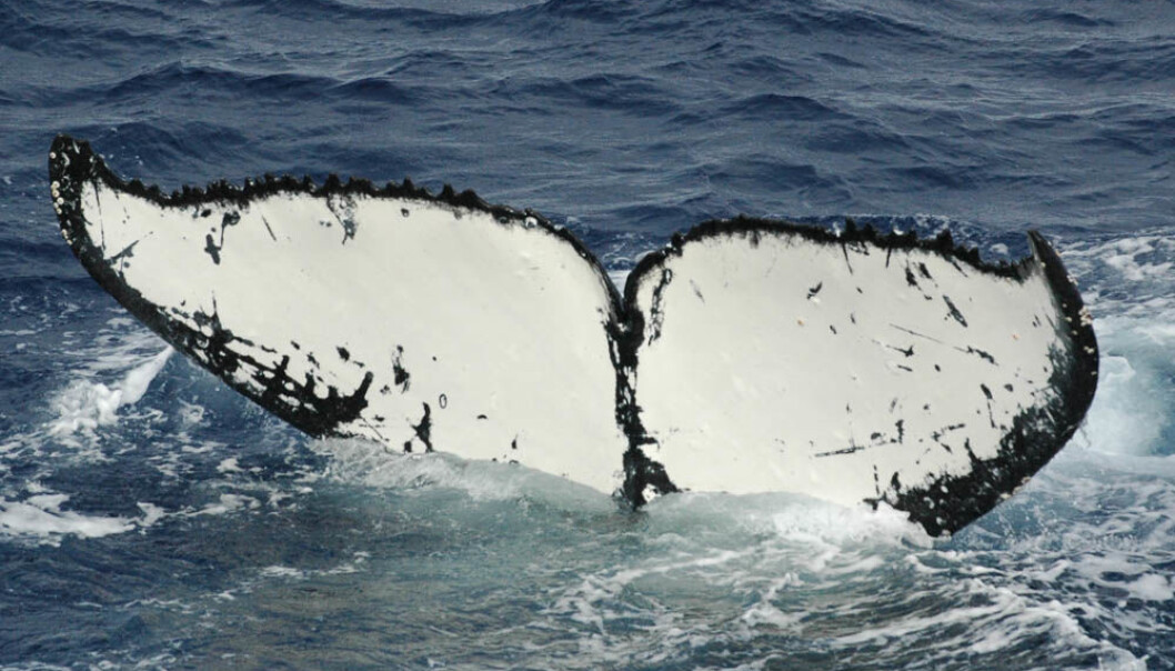 A humpback whale with the distinguished white tale. (Photo: Leif Nøttestad) A humpback whale with the distinguished white tale. (Photo: Leif Nøttestad)