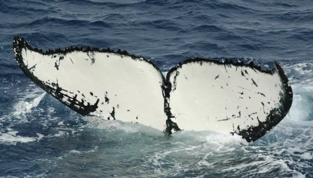 A humpback whale with the distinguished white tale. (Photo: Leif Nøttestad)