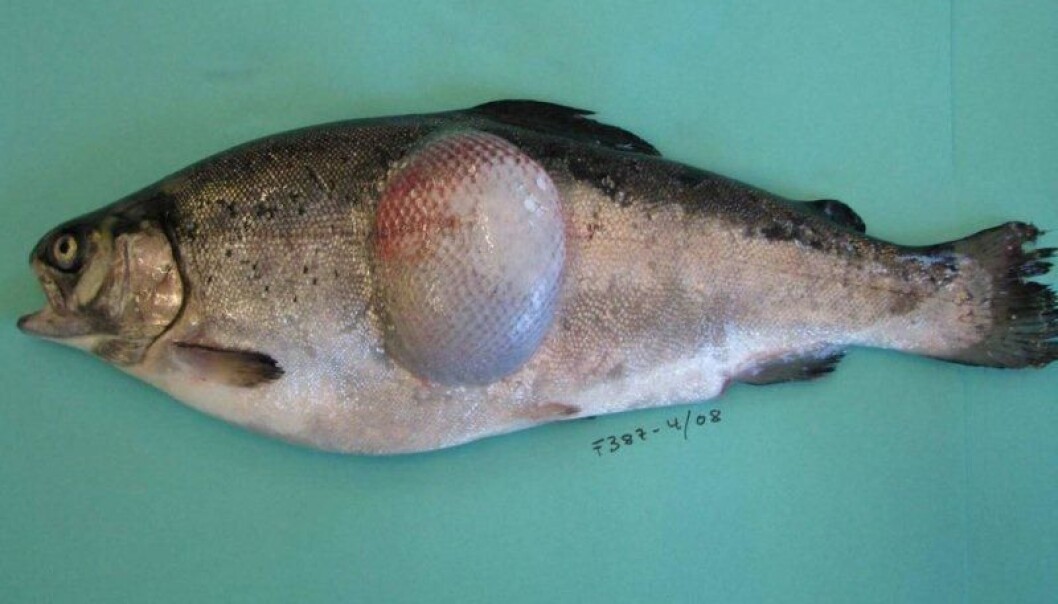 Big Rainbow trout sick from Favobacterium psychrophilum (Photo: Øyvind Vågenes) Big Rainbow trout sick from Favobacterium psychrophilum (Photo: Øyvind Vågenes)