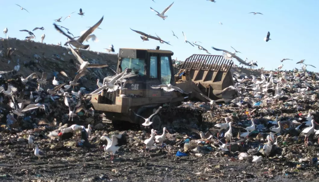 Stork dropper Syden for å spise søppelmat