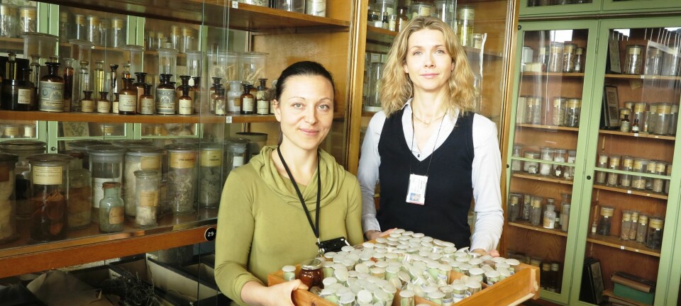 Angela Lupattelli (t.v.) og Hedvig Nordeng i Farmasøytisk institutts historiske urtesamling: De har vurdert sikkerheten for 126 urter og påvist at 27 kan skade moren eller fosteret. (Foto: Bjarne Røsjø/UiO)