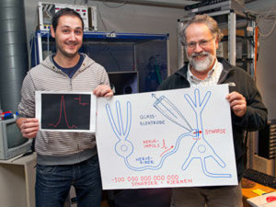 The nerve impulses within a synapse can be measured thanks to a microscopic glass pipette. Pedro Mateos-Aparicio (left) and Johan Storm explain how the complex procedure is performed. (Photo: Gunnar F. Lothe, University of Oslo)