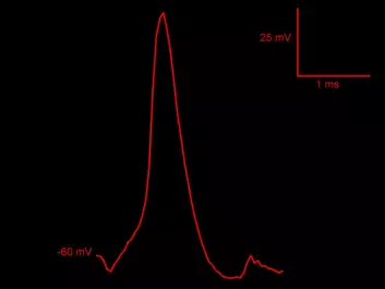 The graph shows the nerve impulse that Pedro Mateos-Aparicio measured within a synapse. (Figure: UiO)