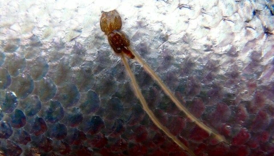 A female sea lice (Photo: Trygve Poppe)