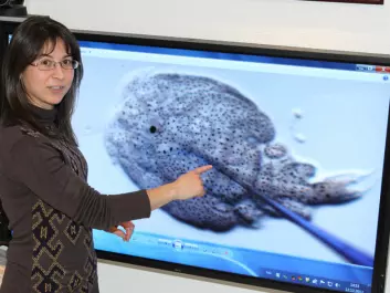 Celia Agusti-Ridaura explains how to extract molecules from salmon lice and use of the vaccine. (Photo: Mari M. Press)