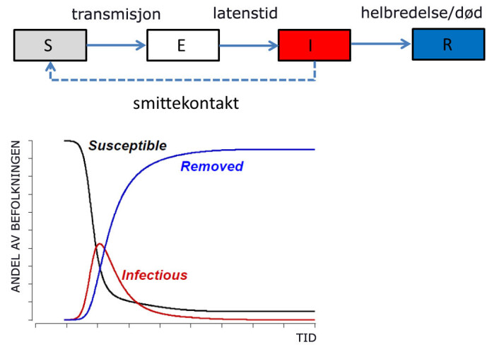 SEIR-modellen: Noen av de som er mottagelige for smitte (S) blir eksponert (E). Etter latensstiden blir de smittsomme (I), altså infiserte. Noen av de smittsomme smitter andre som er mottakelige for smitte, stiplet linje. Dermed dannes en sløyfe hvor stadig flere smittes. De som har gjennomgått sykdommen (R), blir enten friske og immune eller dør. Uansett smitter de ikke videre. (Foto: (Figur: Birgitte Freiesleben deBlasio, Folkehelseinstituttet)) SEIR-modellen: Noen av de som er mottagelige for smitte (S) blir eksponert (E). Etter latensstiden blir de smittsomme (I), altså infiserte. Noen av de smittsomme smitter andre som er mottakelige for smitte, stiplet linje. Dermed dannes en sløyfe hvor stadig flere smittes. De som har gjennomgått sykdommen (R), blir enten friske og immune eller dør. Uansett smitter de ikke videre. (Foto: (Figur: Birgitte Freiesleben deBlasio, Folkehelseinstituttet))