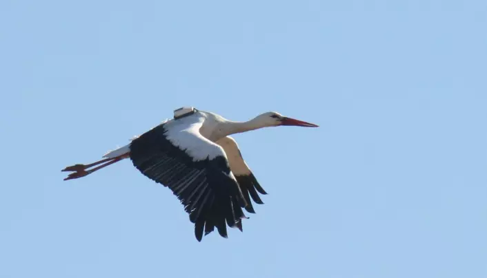 Stork med GPS på ryggen. (Foto: University of East Anglia)