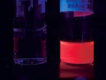 The nanogold in the protein mixture makes them glow when illuminated with UV-light. Gold’s strong optical properties mean that researchers can follow the drug as it moves through the body. (Photo: Dept. of Chemical Engineering)
The nanogold in the protein mixture makes them glow when illuminated with UV-light. Gold’s strong optical properties mean that researchers can follow the drug as it moves through the body. (Photo: Dept. of Chemical Engineering)