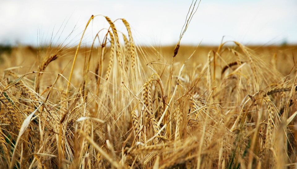 Field of barley (Photo: Colourbox)