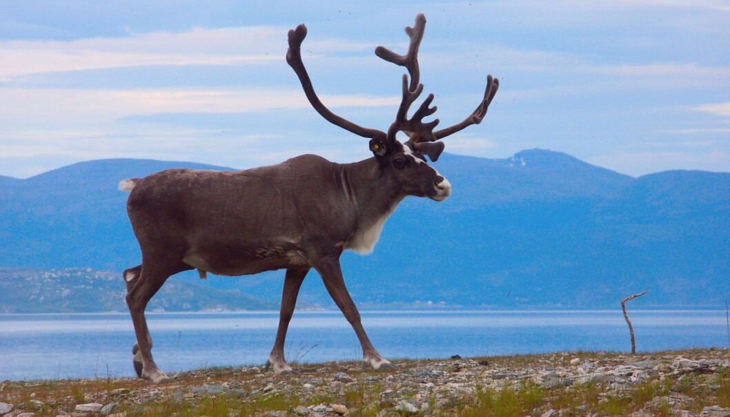 Reindeer are out in open pastures for most of the year. (Photo: Colourbox) Reindeer are out in open pastures for most of the year. (Photo: Colourbox)