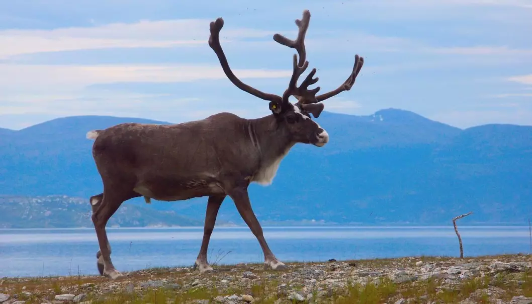 Reindeer are out in open pastures for most of the year. (Photo: Colourbox)