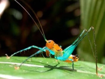 Nature’s diversity: Arachnoscelis magnifica, Tettigoniidae. (Photo: IBISCA/M. Leponce) Nature’s diversity: Arachnoscelis magnifica, Tettigoniidae. (Photo: IBISCA/M. Leponce)