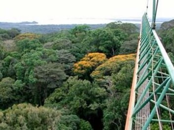The rainforest studied from a crane. (Photo: IBISCA/J. Schmidl) The rainforest studied from a crane. (Photo: IBISCA/J. Schmidl)