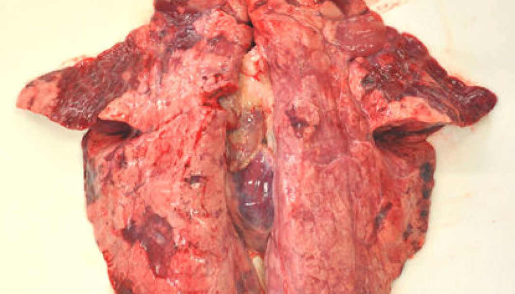 Infection with influenza A (H1N1) 2009 virus gave significant inflammatory changes in the lung tissue of pigs in Norwegian herds. (Photo: Mette Valheim) Infection with influenza A (H1N1) 2009 virus gave significant inflammatory changes in the lung tissue of pigs in Norwegian herds. (Photo: Mette Valheim)
