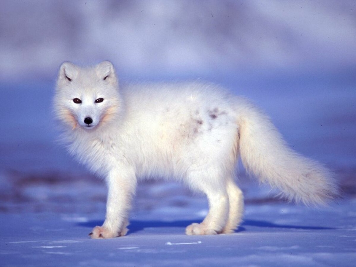 An arctic animal community crashes in response to extreme weather events