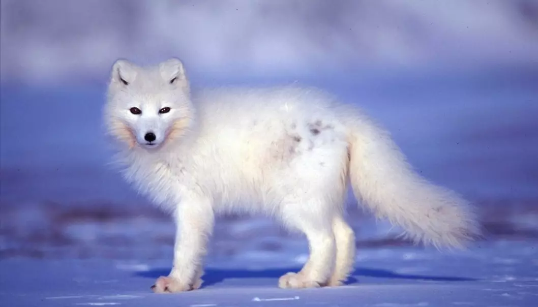 Arctic foxes in Svalbard can find lots of food after an icy winter, but their populations drop a year after extreme weather events, researchers report in Science magazine. (Photo: Brage B Hansen, Centre for Conservation Biology, NTNU)