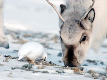 A Svalbard reindeer and ptarmigan an sharing ice-free spot, their only option for finding food. (Photo: Nicolas Lecomte, Norwegian Polar Institute) A Svalbard reindeer and ptarmigan an sharing ice-free spot, their only option for finding food. (Photo: Nicolas Lecomte, Norwegian Polar Institute)