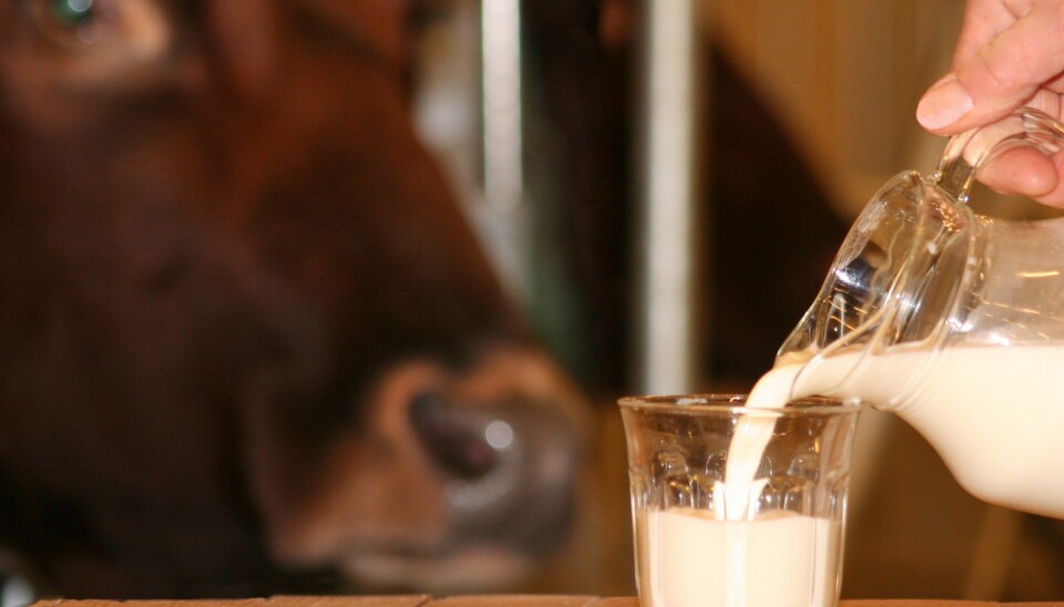 Helt siden 1950-tallet har melk vært en god jodkilde i det norske kostholdet. (Foto: Janne Karin Brodin)