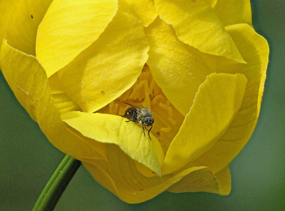 En ballblomflue (Chiastocheta-setifera) på trammen på hytta. Foto: CC by janetgraham84