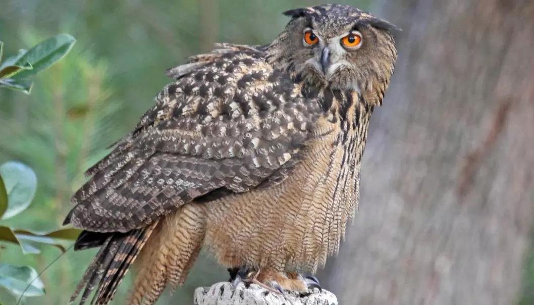 The Eurasian eagle owl is known as hubro in Norwegian and bubo bubo in Latin, and is the symbol of the University of Bergen. (Wikipedia Commons)