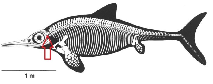 Bakhodet på en fiskeøgle. Hit skal jeg nå! Bakhodet på en fiskeøgle. Hit skal jeg nå!