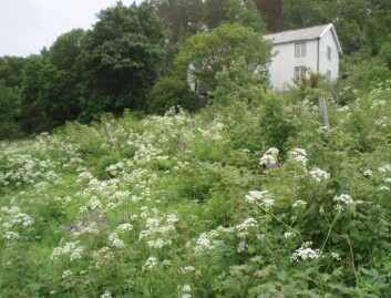 En av områdene vi kartla var på 34 mål. Innmarksbeitene var i ferd med å gro igjen. Resten av jorda ble benyttet som leiejord og ble ekstensivt drevet. Vi har kartlagt mange lignende arealer, forteller senioringeniør Eivind Solbakken. (Foto: Eivind Solbakken / NIBIO) En av områdene vi kartla var på 34 mål. Innmarksbeitene var i ferd med å gro igjen. Resten av jorda ble benyttet som leiejord og ble ekstensivt drevet. Vi har kartlagt mange lignende arealer, forteller senioringeniør Eivind Solbakken. (Foto: Eivind Solbakken / NIBIO)
