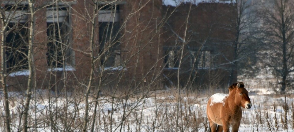 Przewalskihest inne i det sperrede området rundt Tsjernobyl. Dette er den siste villhest-rasen i verden, og przewalskihesten ble satt ut i dette området i 1990. Den stortrives, etter alt å dømme. (Foto: Genya Savilov, Afp, NTB Scanpix)
