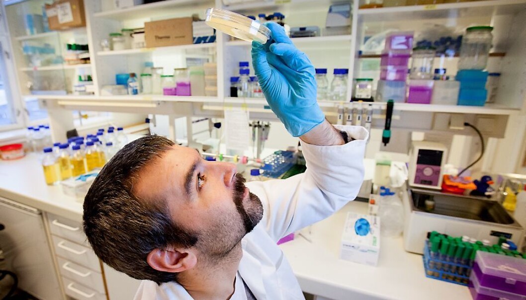 It is the latter type of phages Hans Petter Kleppen studied during his PhD-research at the Norwegian University of Life Sciences. (Photo: Håkon Sparre) It is the latter type of phages Hans Petter Kleppen studied during his PhD-research at the Norwegian University of Life Sciences. (Photo: Håkon Sparre)