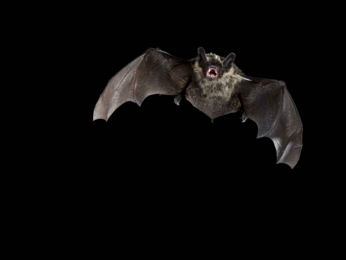 Bats struggle under the midnight sun Bats struggle under the midnight sun