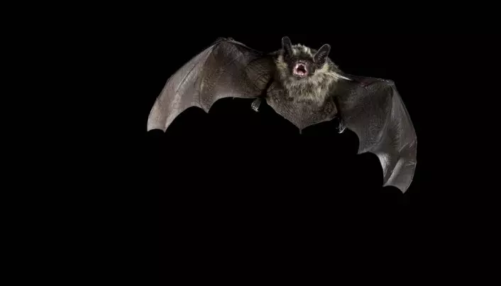 Bats struggle under the midnight sun