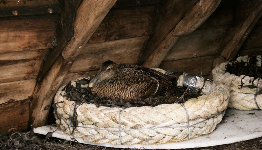 Eider ducks are well taken care of by the people in Vega. They build nests and small house for them as protection against predators. In return, people get both eggs and the finest natural down available – eider down. (Photo: Bente Sundsvold) Eider ducks are well taken care of by the people in Vega. They build nests and small house for them as protection against predators. In return, people get both eggs and the finest natural down available – eider down. (Photo: Bente Sundsvold)