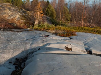 The rock carvings in Alta are very diverse. The pictures displayed show females bears with their young, moose and abstract shapes (possibly amulets). (Photo: Knut Helskog) The rock carvings in Alta are very diverse. The pictures displayed show females bears with their young, moose and abstract shapes (possibly amulets). (Photo: Knut Helskog)