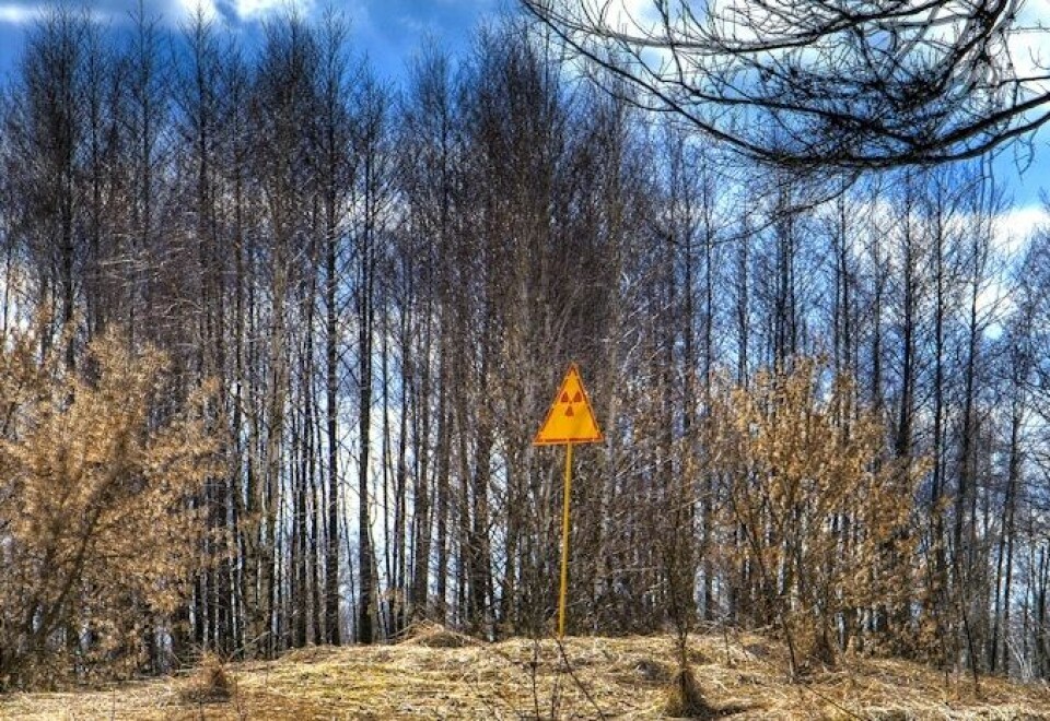 Den østlige grensen av den røde skogen rundt Tsjernobyl. (Foto: Timm Suess/CC BY-SA 2.0)