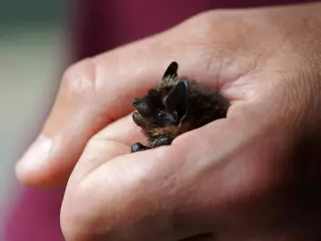 North Norwegian bats are microbats and are pretty small creatures. (Photo: Jeroen van der Kooij)