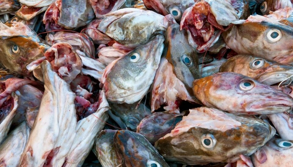 I dag brukes restråstoff fra fisk hovedsakelig som grisefôr. Nå forskes det på hvordan vi kan utnytte resten av fisken til menneskeføde. (Foto: Bjørn Jørgensen, NTB scanpix)