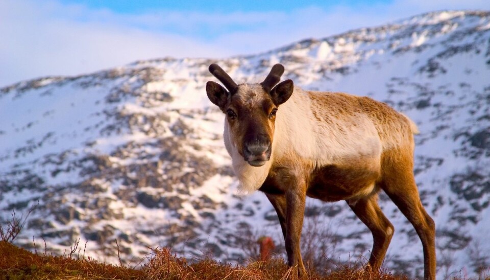 Norwegians eat  on average 300 grams of reindeer meat per year. (Photo: Paul Weaver)
