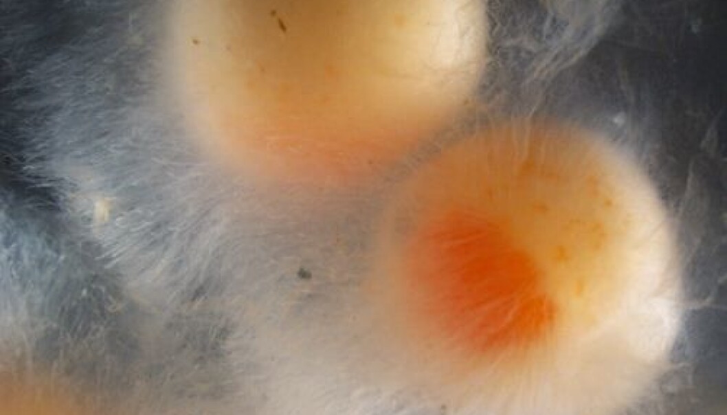 Surprisingly, the study revealed that Saprolegnia parasitica both form biofilm and multiply itself asexually, without fish present. (Photo: Shimaa Ali) Surprisingly, the study revealed that Saprolegnia parasitica both form biofilm and multiply itself asexually, without fish present. (Photo: Shimaa Ali)