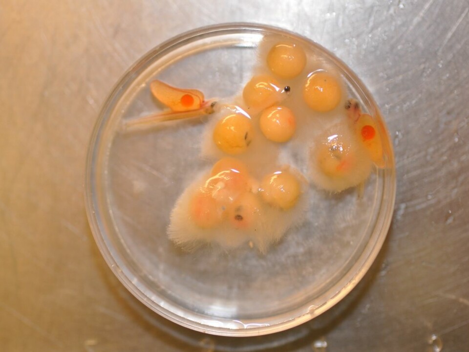 Saprolegniainfection on fisheggs in the lab. (Photo: Shimaa Ali)