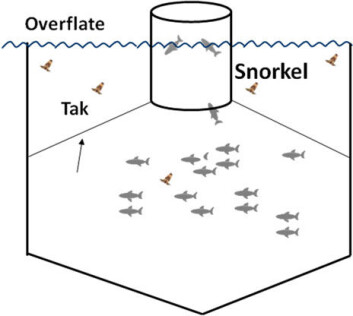 Skisse av en snorkelmerd. De fleste lakselusene holder seg nær overflaten i den perioden der de kan smitte laks. Ved hjelp av et «tak» og en snorkel opp til overflaten, unngår laksen å komme i kontakt med lusene, samtidig som de får dekt behovet for tilgang til luft. Skisse av en snorkelmerd. De fleste lakselusene holder seg nær overflaten i den perioden der de kan smitte laks. Ved hjelp av et «tak» og en snorkel opp til overflaten, unngår laksen å komme i kontakt med lusene, samtidig som de får dekt behovet for tilgang til luft.