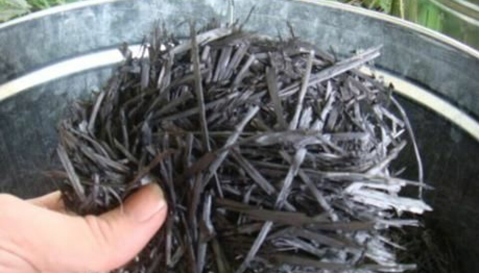 Biochar is charcoal used for a specific purpose, such as a soil amendment. (Photo: Bioforsk)