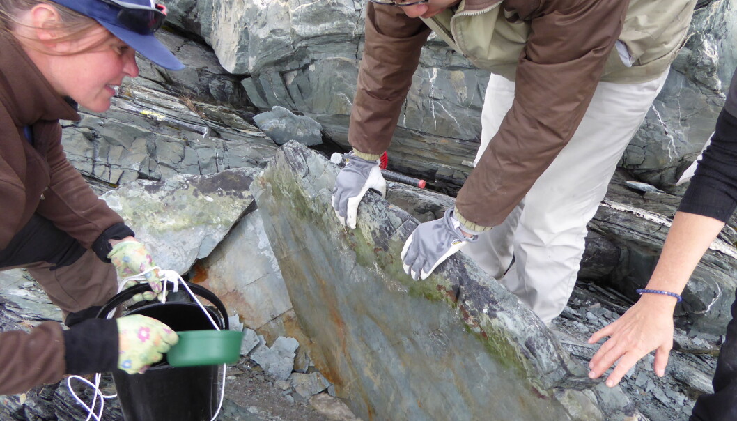Det var et stort øyeblikk for paleontolog Anette Högström og kollegene da de oppdaget det eldgamle fossilet i Finnmark i fjor sommer. (Foto: Magne Høyberget) Det var et stort øyeblikk for paleontolog Anette Högström og kollegene da de oppdaget det eldgamle fossilet i Finnmark i fjor sommer. (Foto: Magne Høyberget)