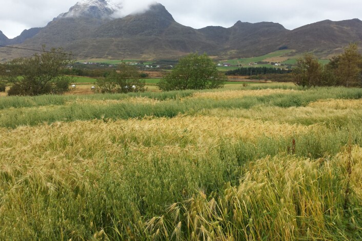 Forsøksfelt fra Vestvågøy i Lofoten. (Foto: Sigridur Dalmannsdottir) Forsøksfelt fra Vestvågøy i Lofoten. (Foto: Sigridur Dalmannsdottir)