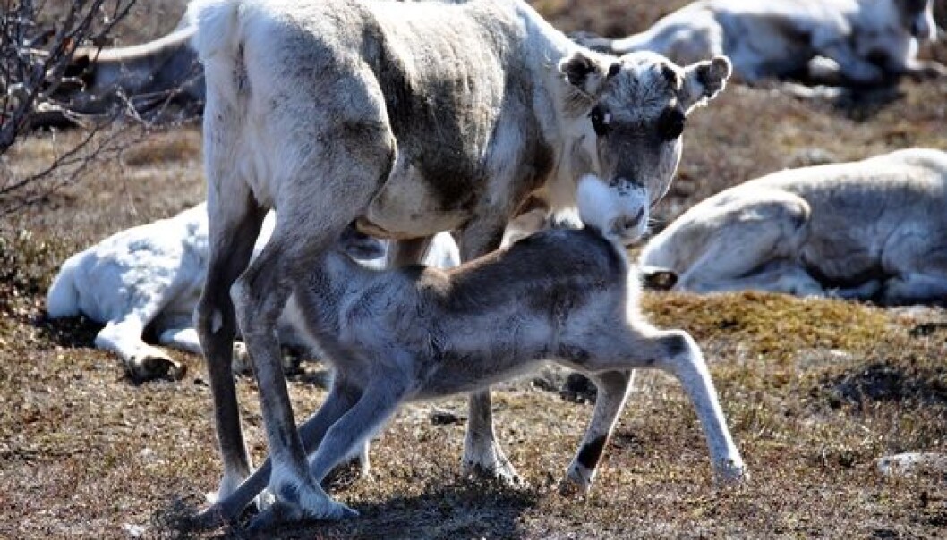 Wehen spring comes early, the females can offer their calves plenty of good, nutritionally rich milk. (Photo: Madeleine Lagergren) Wehen spring comes early, the females can offer their calves plenty of good, nutritionally rich milk. (Photo: Madeleine Lagergren)