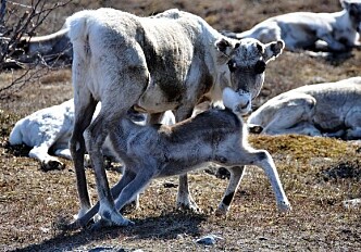 Earlier spring benefits reindeer husbandry