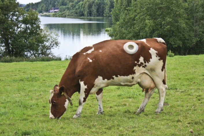 Utenom periodene fistelkyrne er i forsøk, lever de et helt normalt kuliv. De spiser, drikker, skiter, kalver, melker, går i løsdrift og har lang sommerferie ute, akkurat som andre kyr. (Foto: Jonas Løvås Gjerstad) Utenom periodene fistelkyrne er i forsøk, lever de et helt normalt kuliv. De spiser, drikker, skiter, kalver, melker, går i løsdrift og har lang sommerferie ute, akkurat som andre kyr. (Foto: Jonas Løvås Gjerstad)