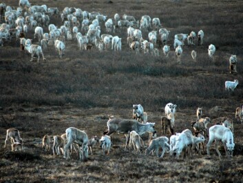 Fewer reindeer and high plant production during summer give increased slaughter weight for calves in the autumn. (Photo: Audun Stien) Fewer reindeer and high plant production during summer give increased slaughter weight for calves in the autumn. (Photo: Audun Stien)
