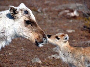 For many animals, an earlier spring may be for the better. (Photo: Madeleine Lagergren) For many animals, an earlier spring may be for the better. (Photo: Madeleine Lagergren)